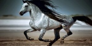 Koń andaluzyjski - Najlepsze konie