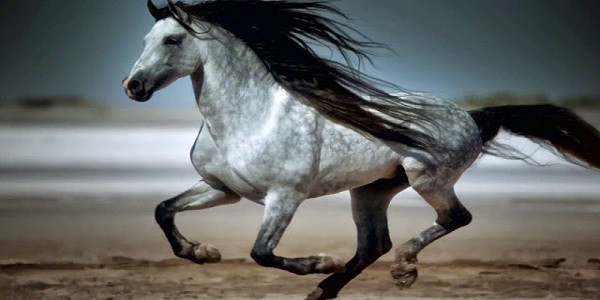 2.Andalúzsky kôň (Andalusian horse)