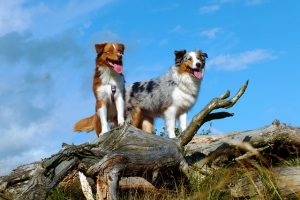 Owczarek australijski - Psy do wędrówek 