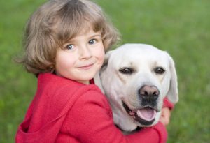 2.Labradorský retrívr Pes k dětem