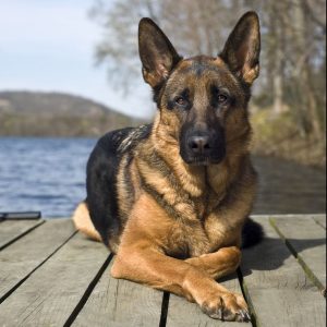 2.Perro pastor alemán