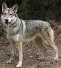 2.Saarloos wolfdog raza de perro como el lobo  