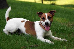 2.Jack Russell's Terrier Perros más longevos Top 10 razas de perros