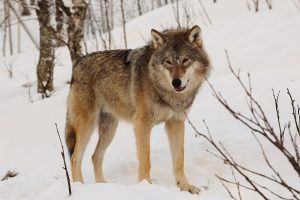 2.Lobo euroasiático lobos más grandes del mundo lobo más grande