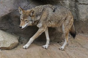 2.Vlk sivočervený divý pes 