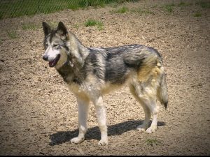 3. Perro lobo (Wolfdog) Razas de perro agresivas
