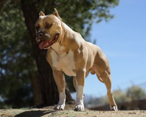 3.American Pit Bull Terrier Svalnatí psi