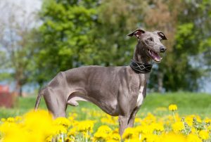 3.Engelsk vinthund (Greyhound)