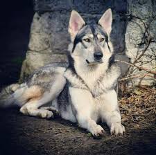 3.Perro Inuit del Norte (Northern Inuit Dog) raza de perro parecida al lobo  