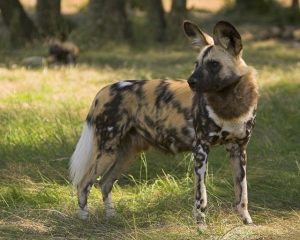 3.Hund hyena vildhund  