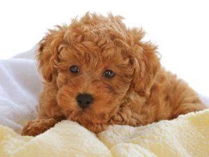 3.Toy poodle (Toy pudel) Längst levande hundar Topp 10 hundraser