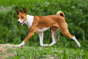 Basenji - Czyste rasy psów