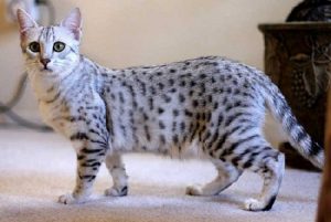 Egyptian Mau (Egipskie Mau) - Najdroższe koty