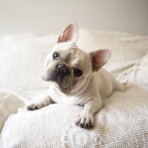 4.Bulldog francés Las razas de perro más populares