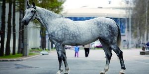 4.Trote Orlovsky Los mejores caballos 10 mejores razas de caballos del mundo . Las mejores razas de caballos del mundo . Lista de las mejores razas de caballos . Las mejores razas de caballos .  