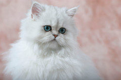 Perzská mačka (Persian cat) Najlepšie plemena mačiek
