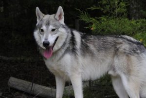 Tamaskan raza de perro como un lobo  