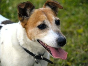 5. Jack Russell Terrier