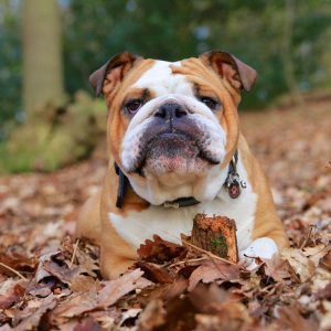 5.Bulldog inglés Las razas de perro más populares