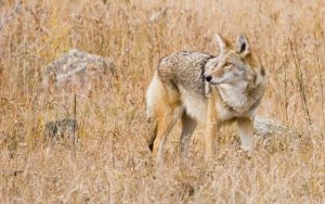 5.Perro salvaje de las praderas coyote  
