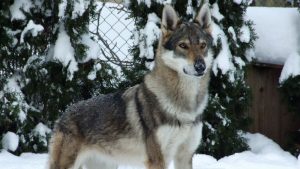 Kugsha - Pies wyglądający jak wilk top 10 rasy psów