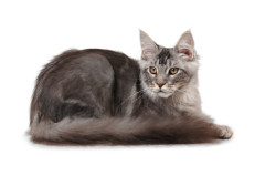 5. Maine Coon (Maine Coon)
