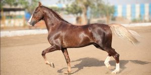 5.Marwari Najlepšie kone 10 najlepších plemien koní na svete . Najlepšie plemená koní na svete . Najlepšie kone zoznam plemien . Najlepšie plemena koní 