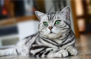 6. Britská krátkosrstá kočka Nejvzácnější kočky
