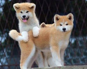 6.Akita Inu Top 10 nejkrásnějších plemen psů na světě . nejkrásnější pes na světě