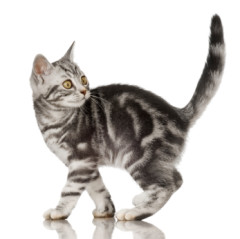 American Shorthair (Americano de pelo corto) Mejores razas de gatos