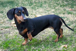 6.Dachshund Perros más longevos Top 10 razas de perros