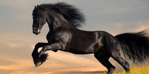 7.Frízsky kôň (Friesian horse)