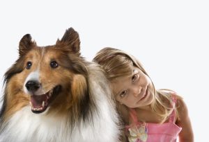 Collie długowłosy - pies do dzieci