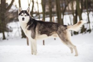Sibírsky husky Plemená psov do chladného počasia
