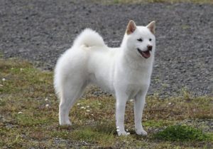 8. Kishu Ken japonske plemena psov