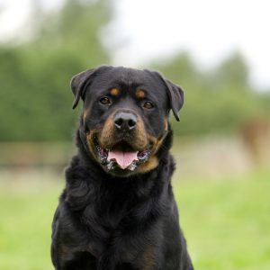 8.Rottweiler Razas de perro más populares