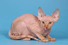 Sfinks (kot sfinks) - najlepsze rasy kotów