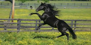 8organ Morgan horse)