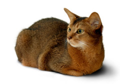 Abesínska mačka (Abyssinian cat)