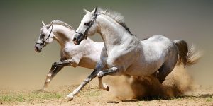 9.Koń arabski (Arabian horse)