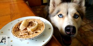 Koláč s arašídovým máslem pro psy Výsledek Recept pro psa