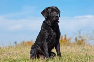 Labrador retriever jakthundar
