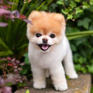 2.Německý špic trpasličí Top 10 nejkrásnějších psích plemen na světě . nejkrásnější pes na světě