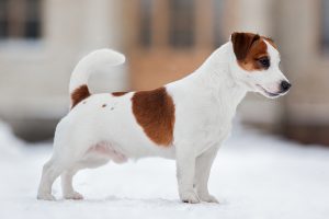 Jack Russell Terrier - psy myśliwskie