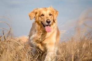 Zlatí retrívři - lovečtí psi