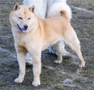 Hokkaido Inu - Japońskie rasy psów