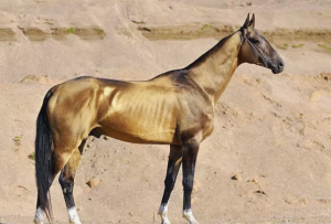 Koń Achaltekin - Silne i piękne konie