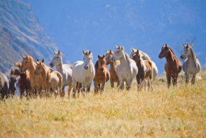 Mustangi - Dzikie konie