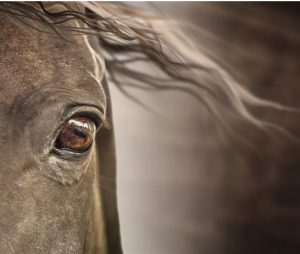 Ich oczy - Fakty o koniach 