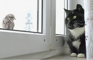 Jaka jest właściwa odpowiedź dla właścicieli kotów? Trzymać kota na zewnątrz lub na mieszkaniu ?